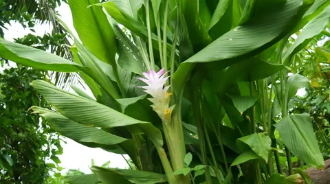 Turmeric flower Stock Footage 66526587