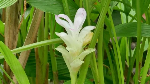 Turmeric flower Stock Footage 78610799