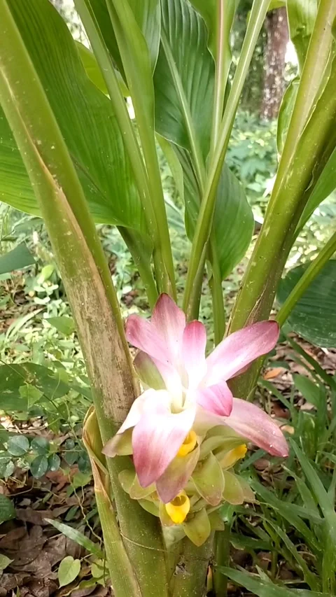 Turmeric flower Stock Footage 326403669