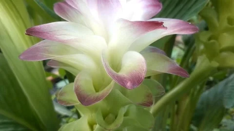 Turmeric Flower Stockbeeldmateriaal 332998019