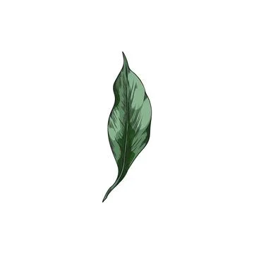 Turmeric green leaf sketch vector icon, summer garden foliage, tea herb, hand Stock Illustration
