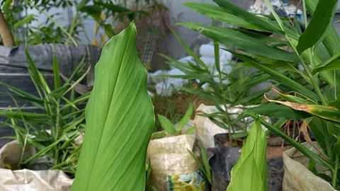 Turmeric leaf movement Stock Footage 157630871