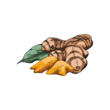 Turmeric leaf, root and dry powder heap sketch icon, vector hand drawn Curcuma Stock Illustration