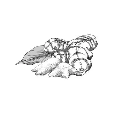 Turmeric leaf, root and powder heap engraved sketch, vector hand drawn Curcuma Stock Illustration