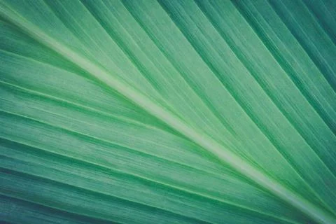 Turmeric Leaf Texture Background for Design Slope View Vintage Style Stock Photos