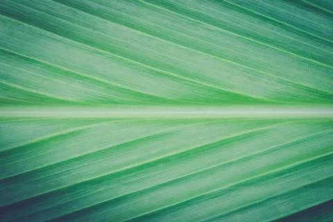 Turmeric Leaf Texture Background for Design Vintage Style Stock Photos