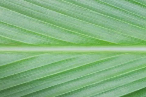 Turmeric Leaf Texture Background for Design Stock Photos