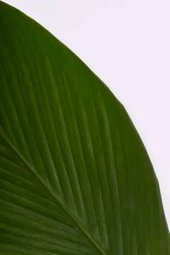 Turmeric leaf on white Stock Photos