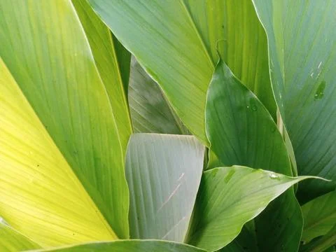 Turmeric Leaves Stock Photos