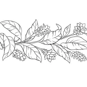 Turmeric Outline Horizontal Seamless Pattern. Stock Illustration