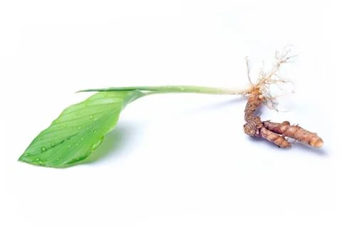 Turmeric Stock Photos