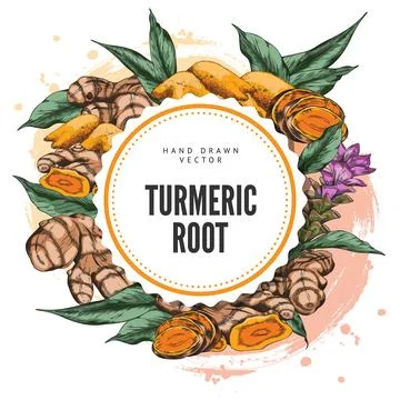Turmeric plant flower and root, powder sketch round vector design, hand drawn Stock Illustration