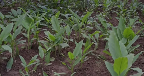 TURMERIC PLANT Stock Footage 166163909