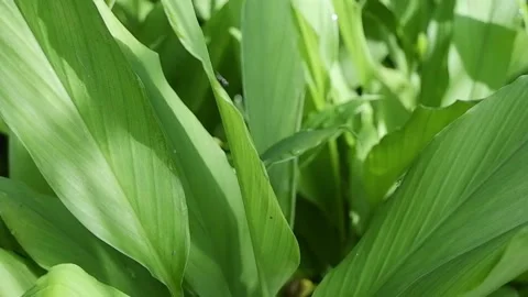 Turmeric Plant Stock Footage 186900948