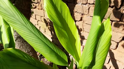 Turmeric plant. Stock Footage 218955790