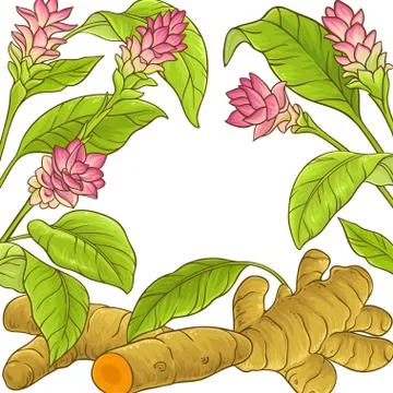 Turmeric plant vector frame Illustrazione stock