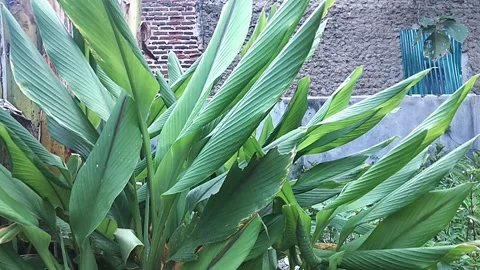 Turmeric plants Video stock 304464404