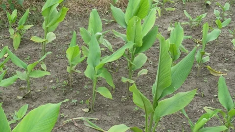 Turmeric Plants Video stock 340755653