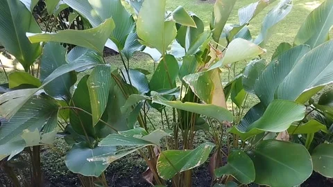 Turmeric plants whose leaves are light and move in the breeze Stock Footage 223843239