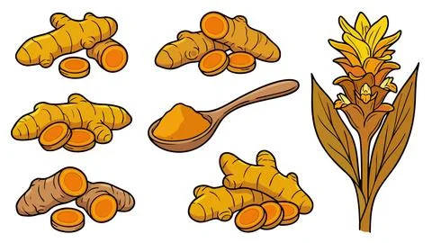 Turmeric Root And Powder Vector Illustration Set Stock Illustration