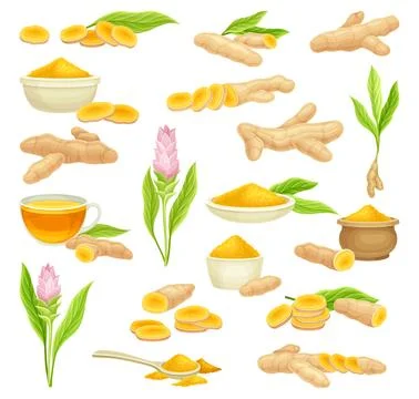 Turmeric Root Nature Spice and Plant Vector Set Stock Illustration