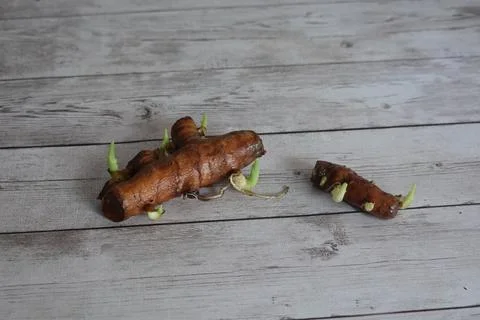 Turmeric root rhizomes sprouting new green shoots on a rustic wooden backgr.. Stock Photos
