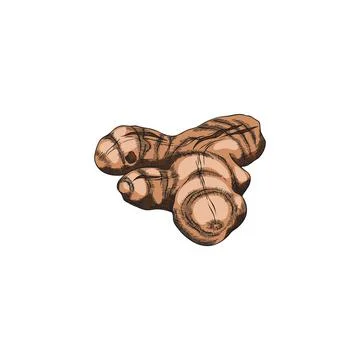 Turmeric root sketch vector icon, hand drawn ginger condiment, Curcuma natural Stock Illustration
