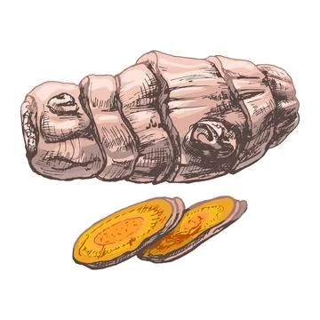 Turmeric root with slice. Vector vintage engraved Stock Illustration