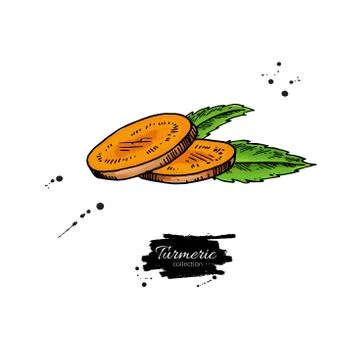 Turmeric root sliced pieces. Vector hand drawn illustration. Cur Stock Illustration