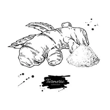 Turmeric root vector hand drawn illustration. Curcuma Illustrazione stock