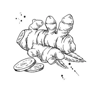 Turmeric root vector hand drawn illustration. Curcuma and sliced Stock Illustration