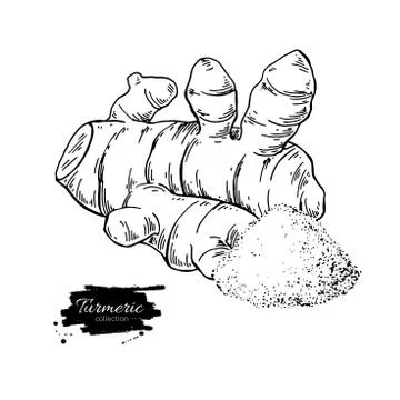 Turmeric root vector hand drawn illustration. Curcuma Stock Illustration