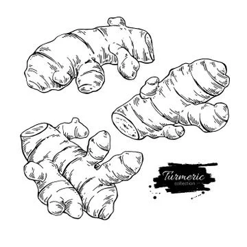 Turmeric root vector hand drawn illustration. Curcuma sketch Stock Illustration
