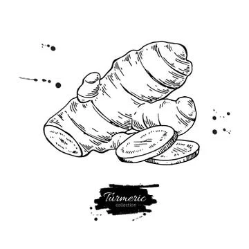 Turmeric root vector hand drawn illustration. Curcuma and sliced イラスト素材