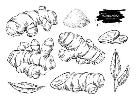 Turmeric root vector hand drawn illustration.  Curcuma, powder Stock Illustration