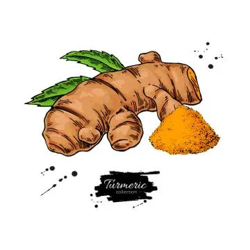 Turmeric root vector hand drawn illustration. Curcuma and powder Stock Illustration