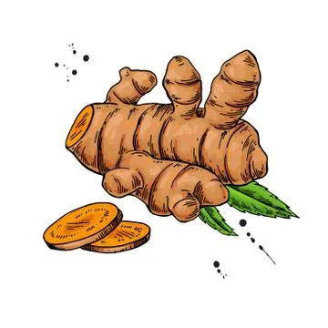 Turmeric root vector hand drawn illustration. Curcuma Stock Illustration