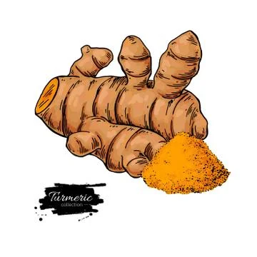 Turmeric root vector hand drawn illustration. Curcuma and powder Stock Illustration