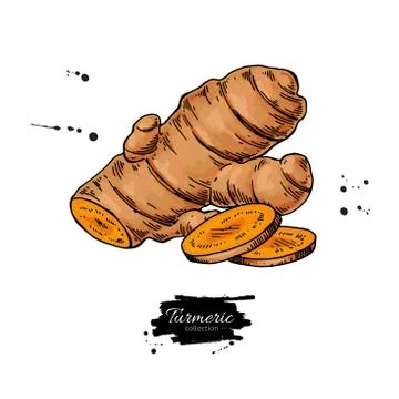 Turmeric root vector hand drawn illustration. Curcuma Illustrazione stock