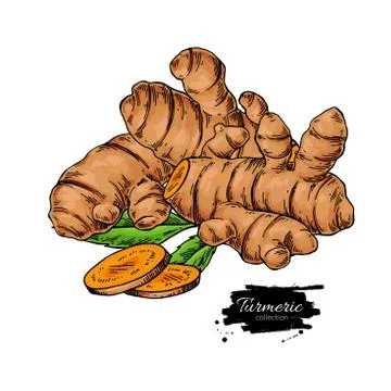 Turmeric root vector hand drawn illustration. Curcuma Stock Illustration