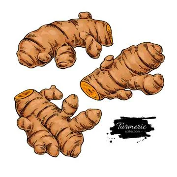 Turmeric root vector hand drawn illustration. Curcuma sketch dra イラスト素材