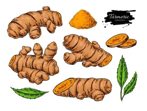 Turmeric root vector hand drawn illustration.  Curcuma, powder, Stock Illustration