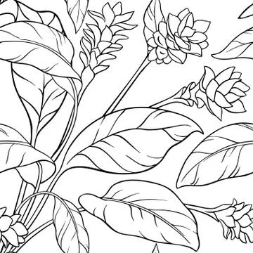 Turmeric seamless pattern Stock Illustration