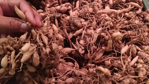 Turmeric spice Video stock 149860954