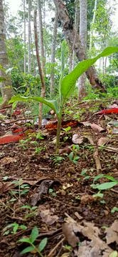 Turmeric tree Stock Photos