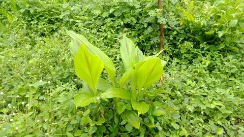 Turmeric tree Stock Photos