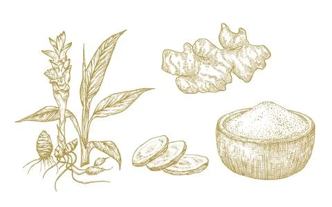Turmeric Vector Illustrations Collection. Hand Drawn Tumeric Curry Plant Root Stock Illustration