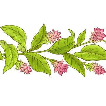 Turmeric vector pattern Illustrazione stock