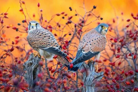 Turmfalke, Turm-Falke (Falco tinnunculus), Paar sitzt bei Morgenroete auf ... Stock Photos