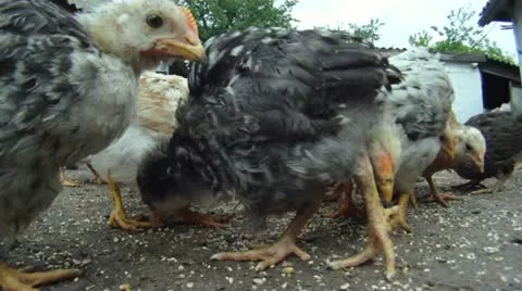 Turmoil in the henhouse Stock Footage 10916484